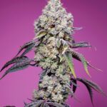 Sweet Seeds Sweet Mandarine Zkittlez F1 Fast Version feminisiert