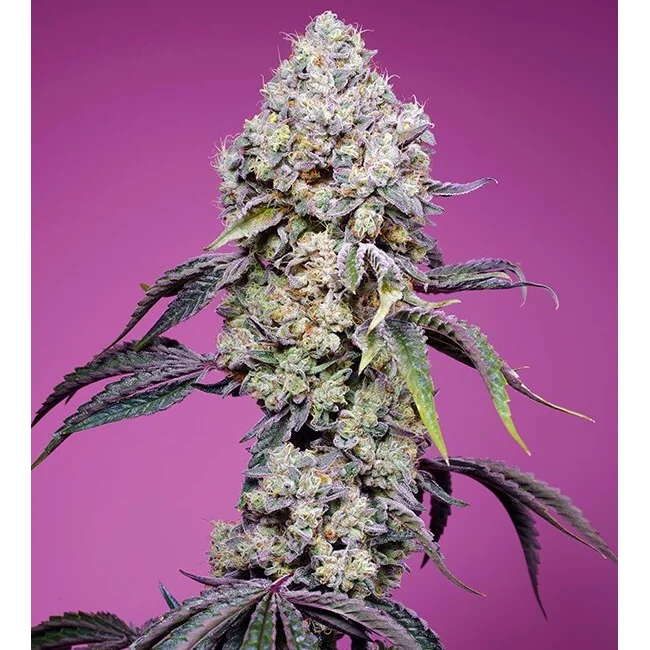 Sweet Seeds Sweet Mandarine Zkittlez F1 Fast Version feminisiert