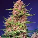 Sweet Seeds Strawberry Cola Sherbet F1 Fast Version feminisiert