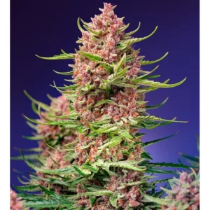 Sweet Seeds Strawberry Cola Sherbet F1 Fast Version feminisiert