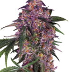 Sensi Seeds Sensi Purple Kush feminisiert