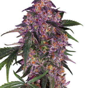 Sensi Seeds Sensi Purple Kush feminisiert