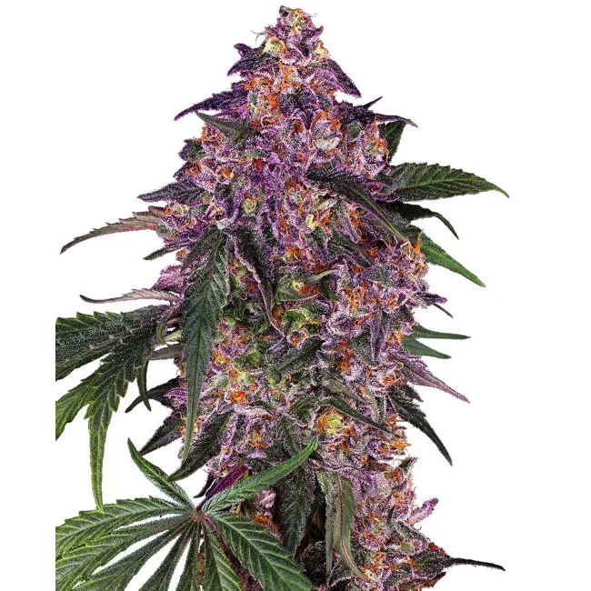 Sensi Seeds Sensi Purple Kush feminisiert