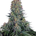 Sensi Seeds Blue Skunk feminisiert