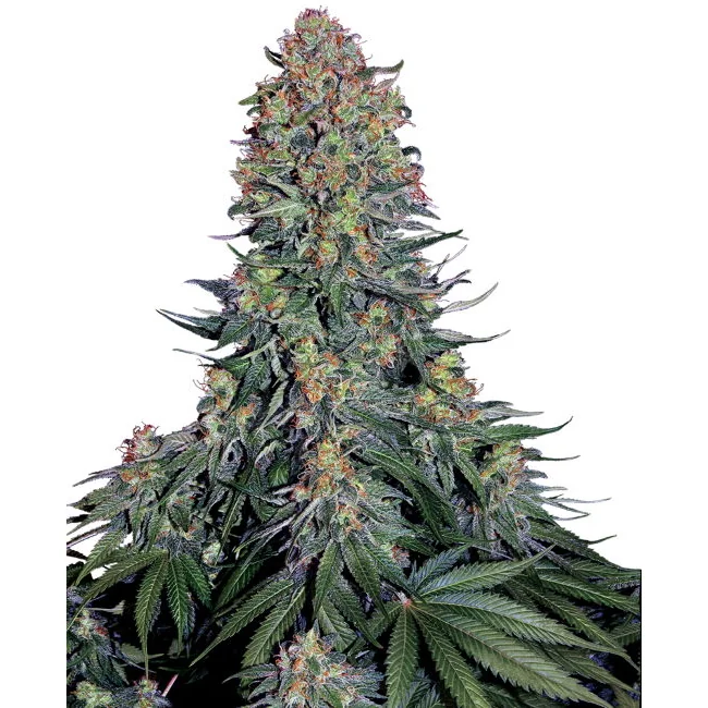 Sensi Seeds Blue Skunk feminisiert
