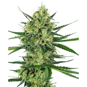 Sensi Seeds Tangerine Sugar feminisiert