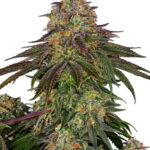 Sensi Seeds Sweet Cherry Kush feminisiert