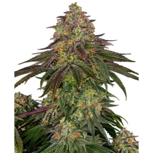 Sensi Seeds Sweet Cherry Kush feminisiert