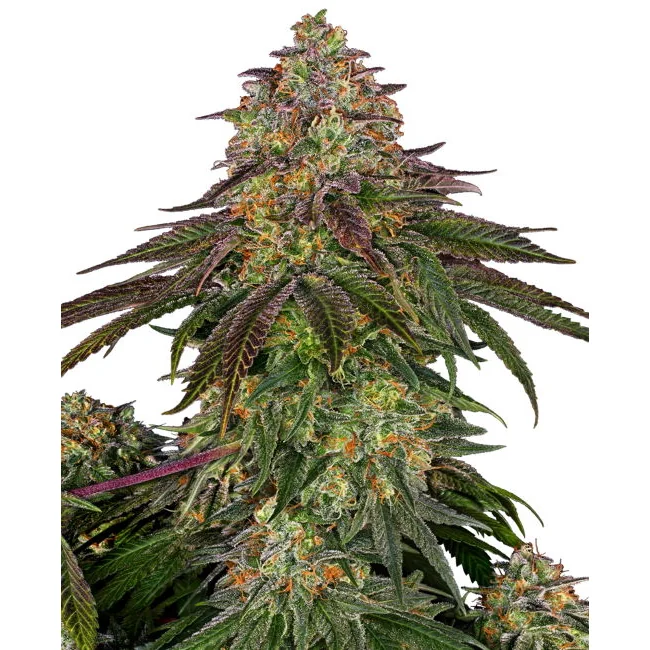Sensi Seeds Sweet Cherry Kush feminisiert