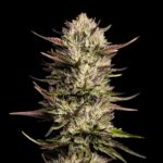 Seedsman Purple Oreoz F1 feminisiert