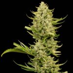 Seedsman Tangerine Snow F1 Fast feminisiert