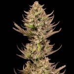 Seedsman Purple Punch F1 Fast feminisiert