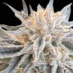 Seedsman Alaskan Do-Si-Dos feminisiert