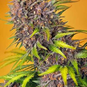 Sweet Seeds Diablo Rojo XL Auto feminisiert