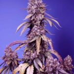 Sweet Seeds Black Muffin F1 FAST feminisiert