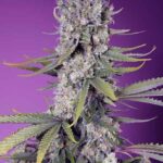 Sweet Seeds Papaya Zoap F1 FAST feminisiert