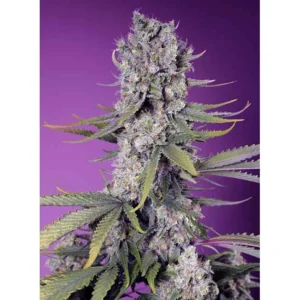 Sweet Seeds Papaya Zoap F1 FAST feminisiert