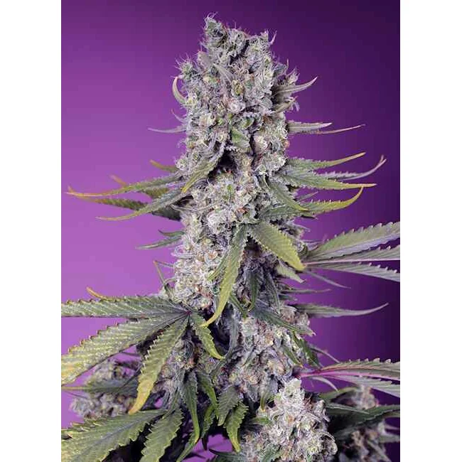 Sweet Seeds Papaya Zoap F1 FAST feminisiert