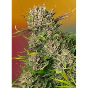 Sweet Seeds Papaya Zoap Auto feminisiert