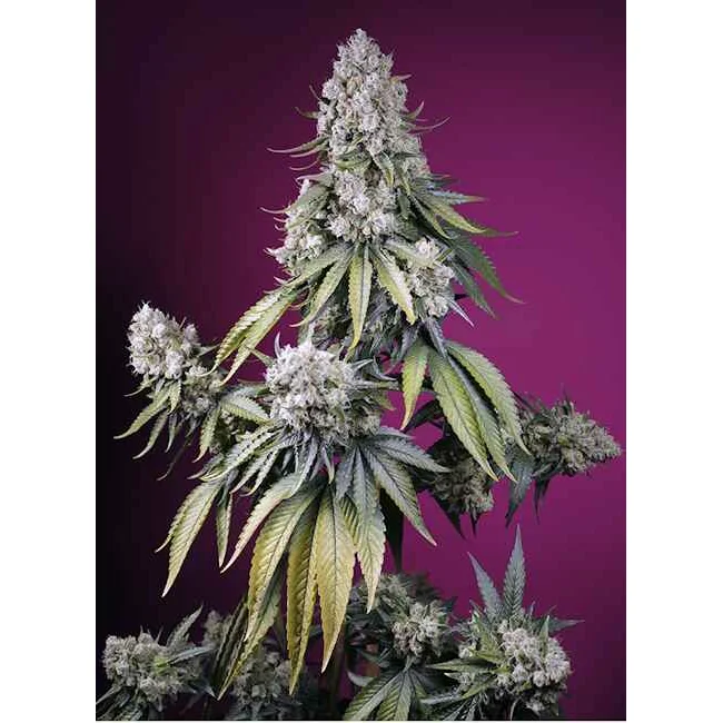 Sweet Seeds Jealousy Z XL Auto feminisiert