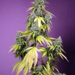 Sweet Seeds Jet Fuel Mandarine XL Auto feminisiert