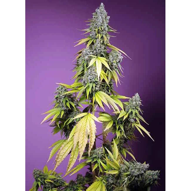 Sweet Seeds Jet Fuel Mandarine XL Auto feminisiert