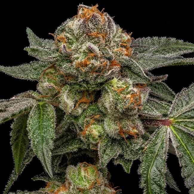 Ripper Seeds Zake feminisiert