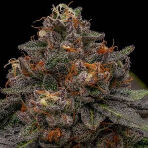 Ripper Seeds Korenji feminisiert