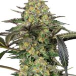 Sensi Seeds Grapevine Candy feminisiert