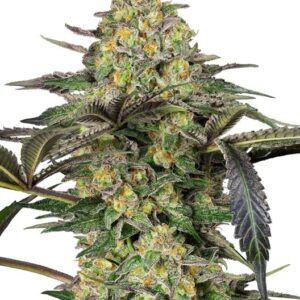 Sensi Seeds Grapevine Candy feminisiert