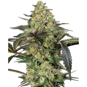 Sensi Seeds Grapevine Candy feminisiert