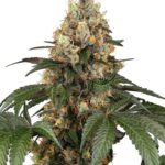 Sensi Seeds Chocolate Rainbow XXL feminisiert
