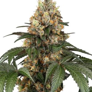 Sensi Seeds Chocolate Rainbow XXL feminisiert