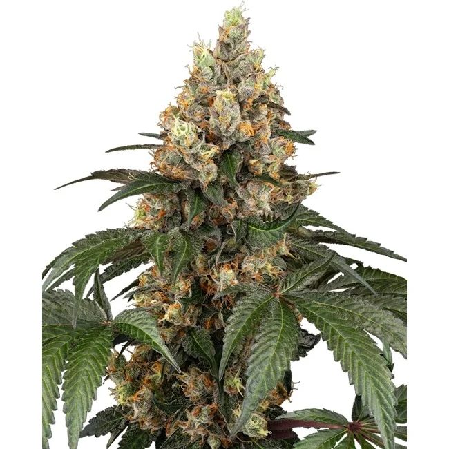 Sensi Seeds Chocolate Rainbow XXL feminisiert