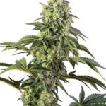 Sensi Seeds Cosmic Kiss feminisiert