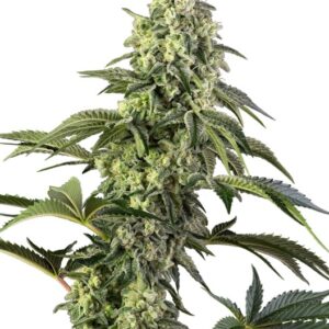 Sensi Seeds Cosmic Kiss feminisiert