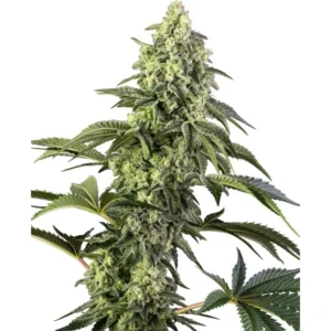 Sensi Seeds Cosmic Kiss feminisiert