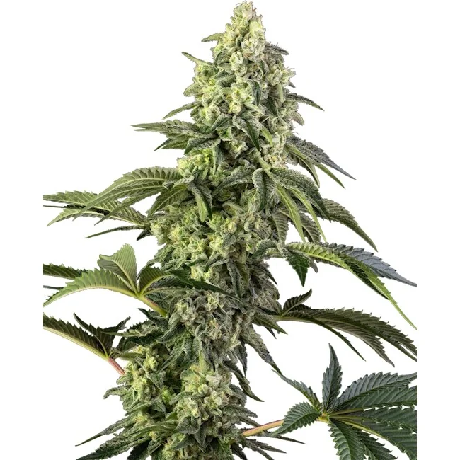 Sensi Seeds Cosmic Kiss feminisiert