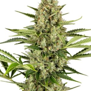 Sensi Seeds Jack Herer Auto feminisiert