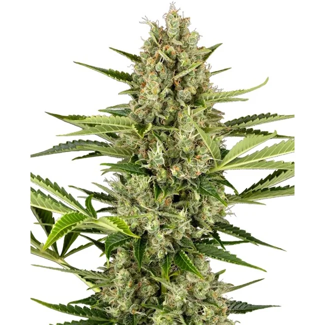 Sensi Seeds Jack Herer Auto feminisiert