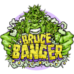 Seedsman Bruce Banger Fast feminisiert