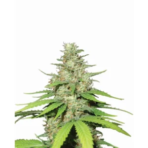 Nirvana Seeds Top 44 Auto feminisiert