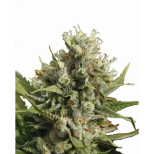 Nirvana Seeds Amnesia Auto feminisiert