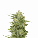 Nirvana Seeds GG-48 feminisiert