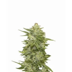 Nirvana Seeds GG-48 feminisiert