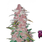 Fast Buds Blackberry Auto Hanfsamen