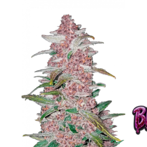 Fast Buds Blackberry Auto Hanfsamen