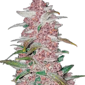 Fast Buds Blackberry Auto Hanfsamen
