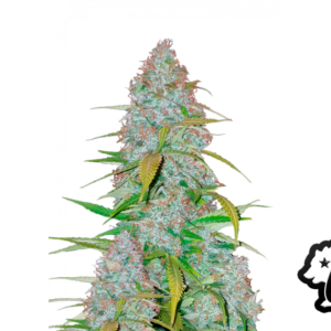 Fast Buds Californian Snow Auto Hanfsamen