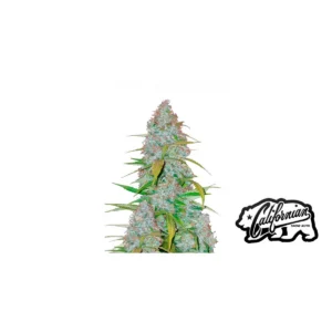 Fast Buds Californian Snow Auto Hanfsamen